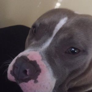 Meet your Posher, Branton